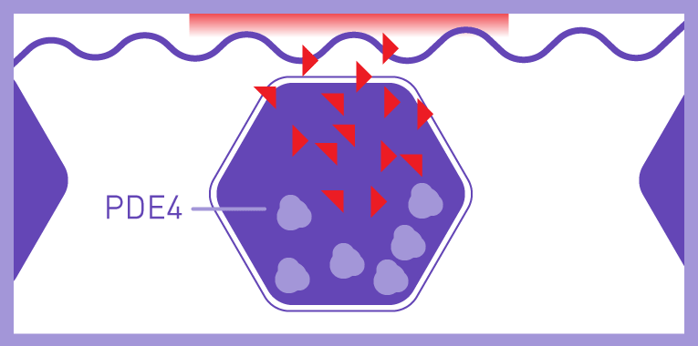 濕疹患者皮膚中的PDE4酵素可能過度激活，引致皮膚發炎